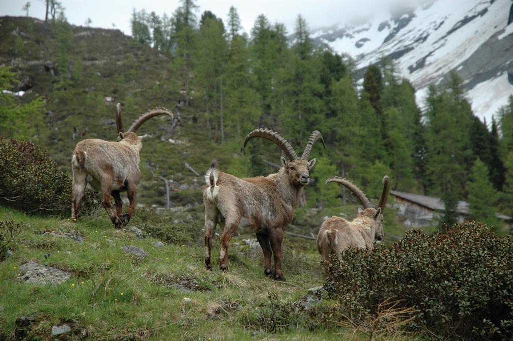 Haus Gfall Kaunertal Exteriör bild